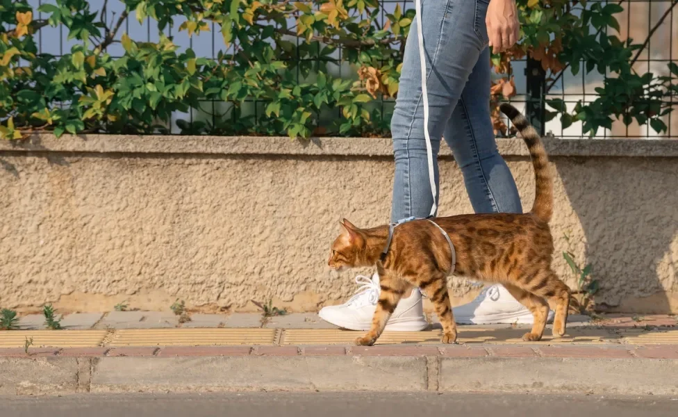 gato Bengal passeando de coleira