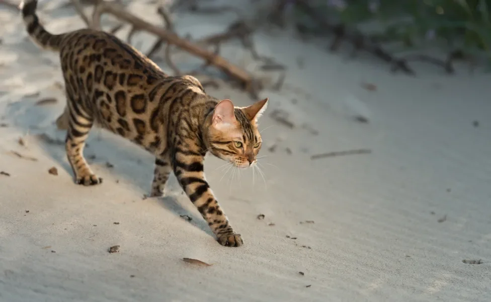 gato Bengal andando sob areia