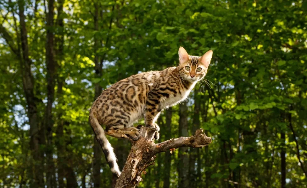 gato Bengal em cima de galho de árvore