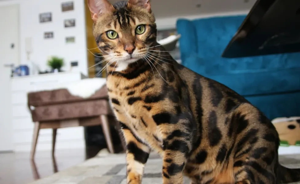 gato Bengal sentado dentro de casa