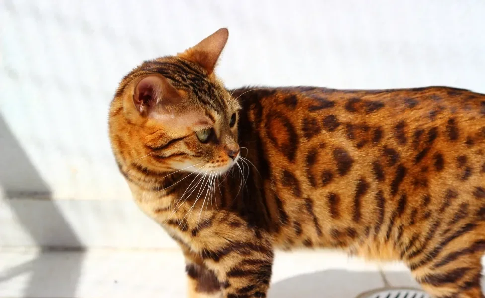 gato Bengal de perfil 