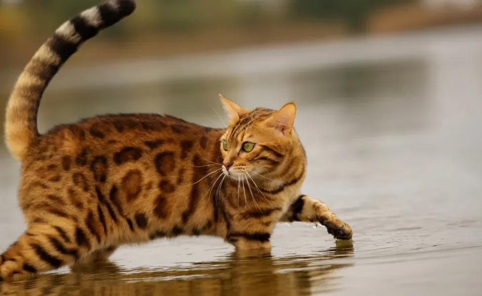 Gato Bengal dentro de rio 