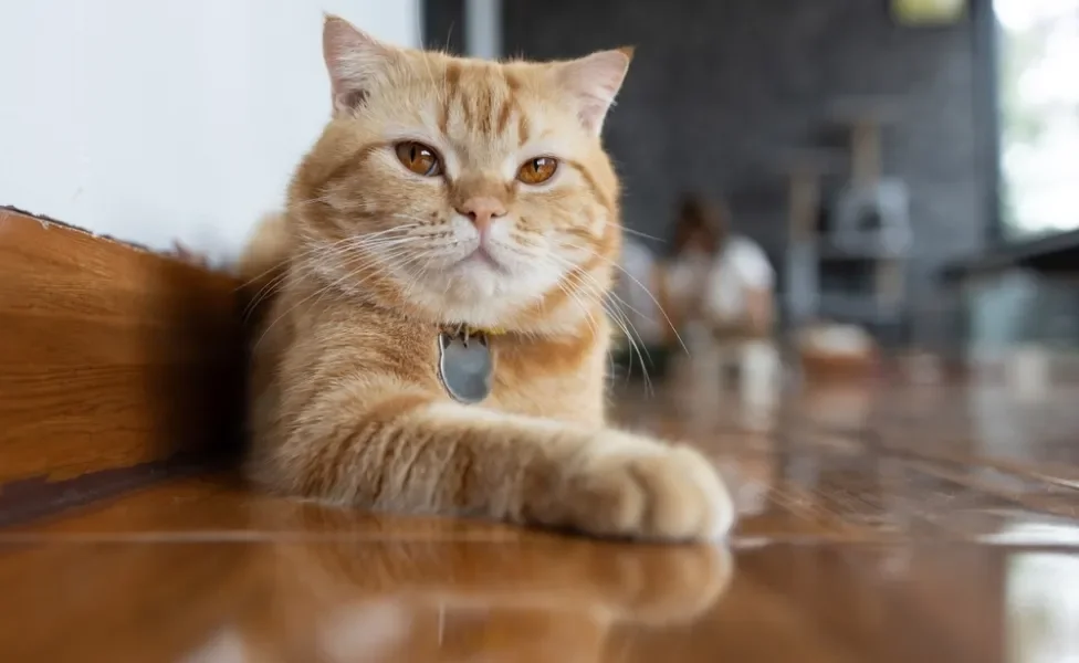 gato de pelo curto inglês laranja deitado perto da parede