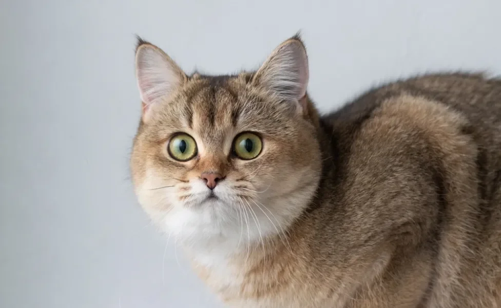 gato de pelo curto inglês olhando assustado