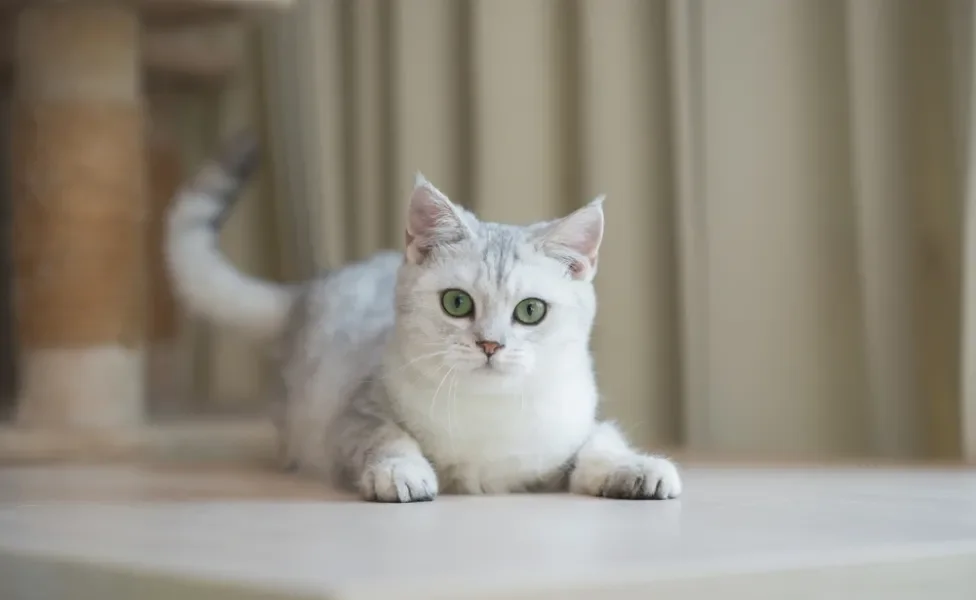 gato de pelo curto inglês deitado no chão