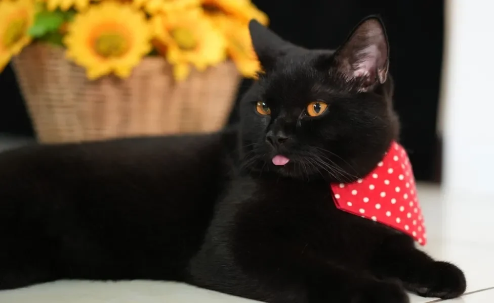 gato de pelo curto inglês preto com língua de fora