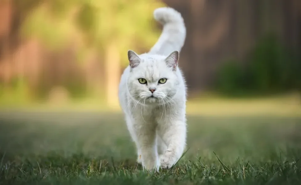 gato de pelo curto inglês branco caminhando