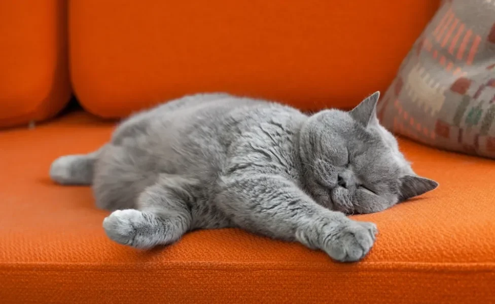 gato de pelo curto inglês cinza deitado em sofá