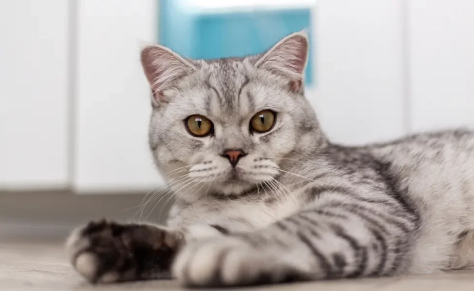 gato de pelo curto inglês malhado deitado