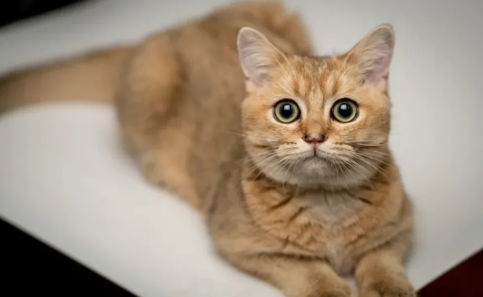 gato de pelo curto inglês amarelo deitado