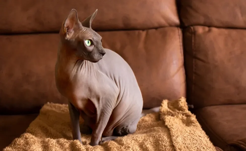 gato sem pelo sphynx sentado em sofá marrom