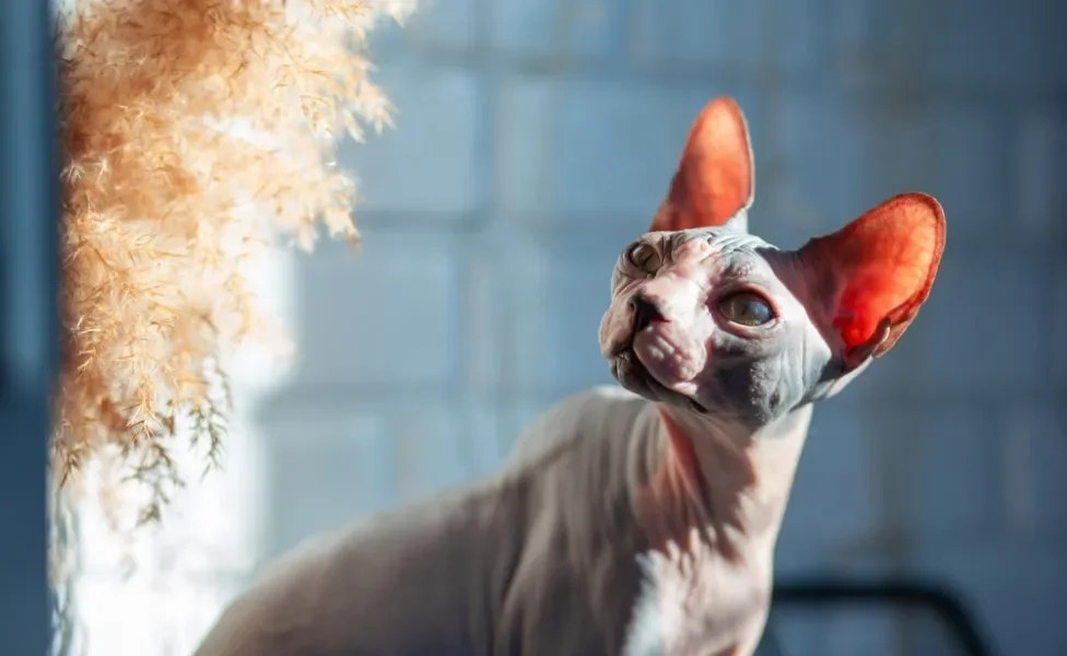 gato sem pelo sphynx no sol