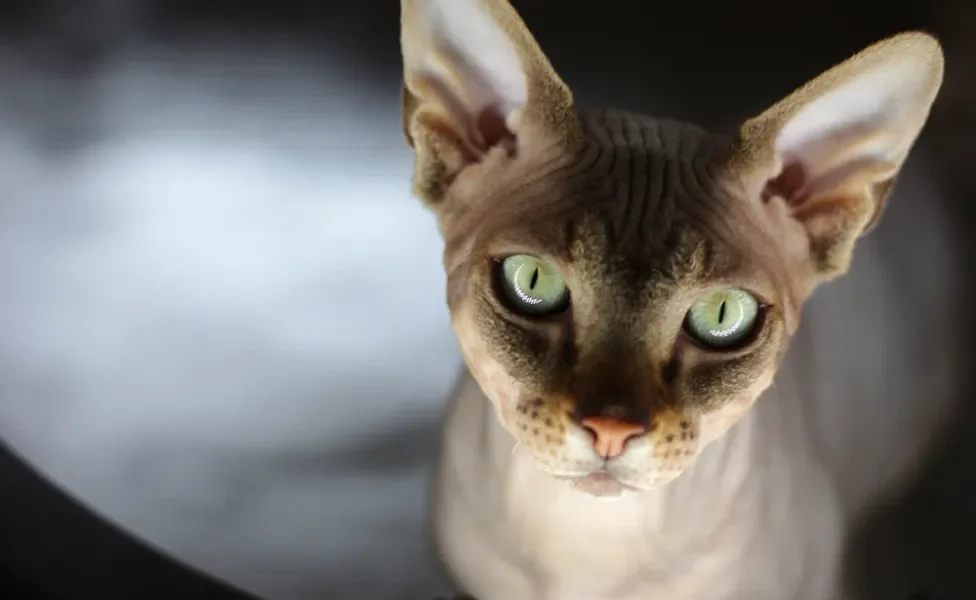 gato sem pelo sphynx olhando para a câmera