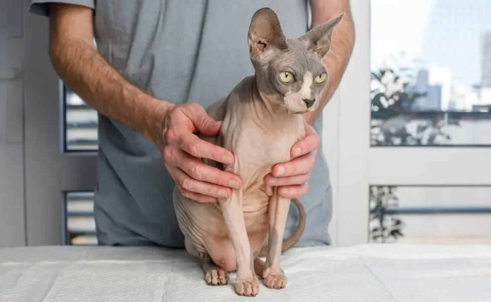 gato sem pelo sphynx sentado em bancada com mãos de homem atrás