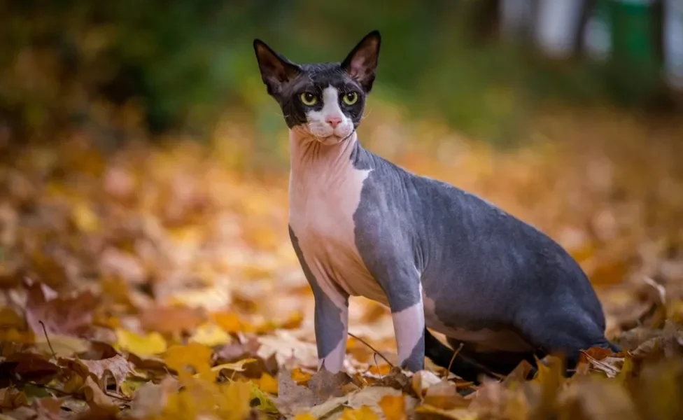 gato sem pelo sphynx sentado em cima de flores secas em floresta