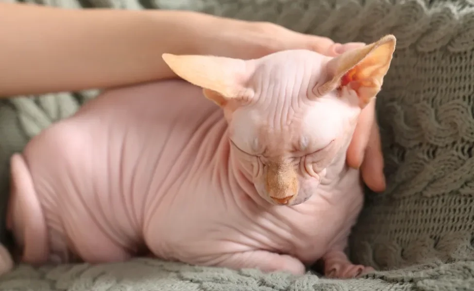 gato sem pelo sphynx deitado recebendo carinho