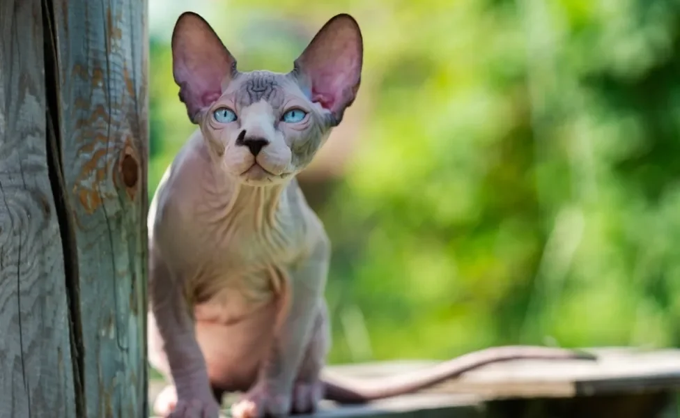 gato sem pelo sphynx sentado ao ar livre