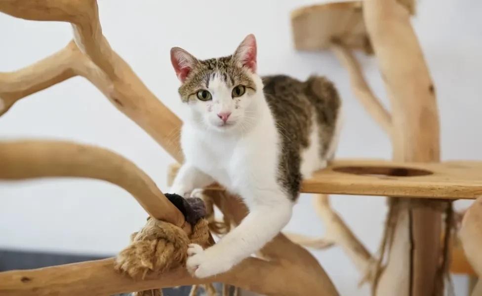 gato brincando no playground