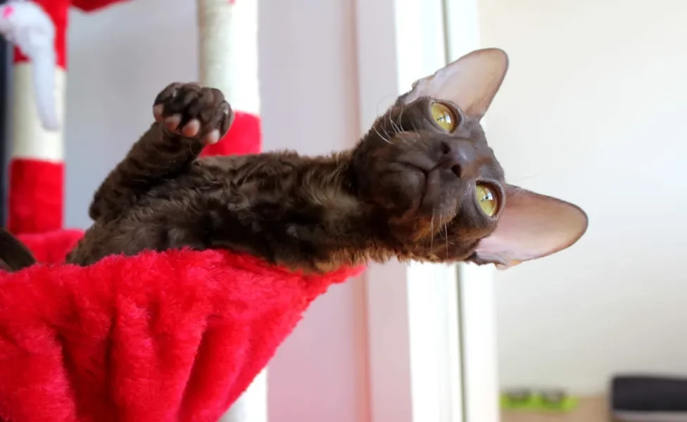 Cornish Rex deitado em brinquedo 