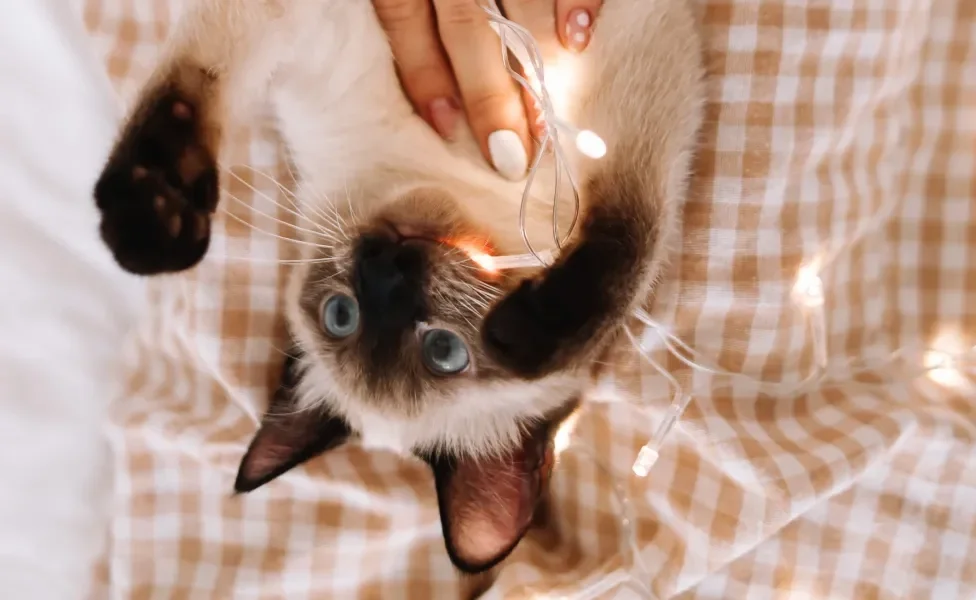 gato Siamês brincando com pisca pisca