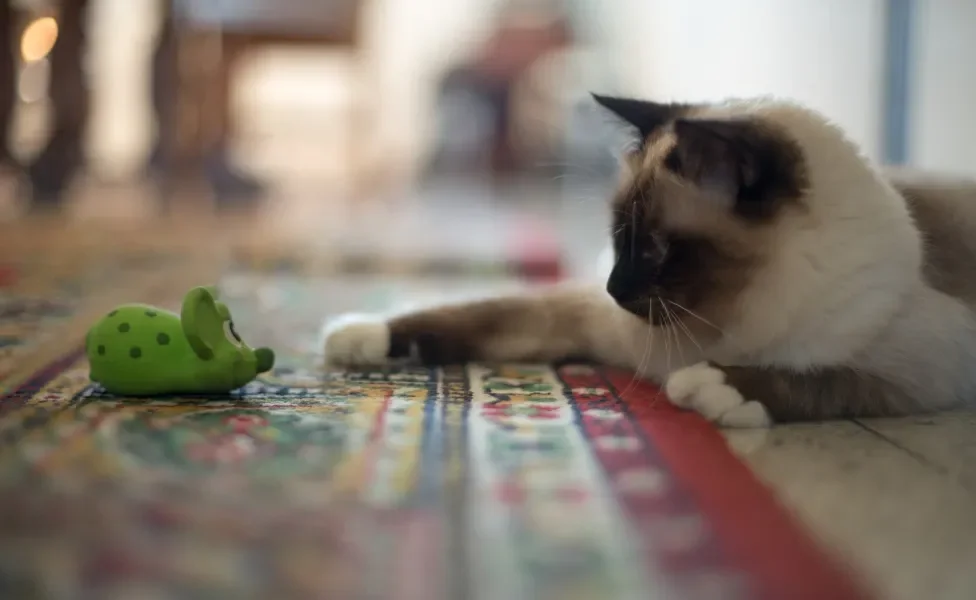 Birmanês brincando com brinquedo