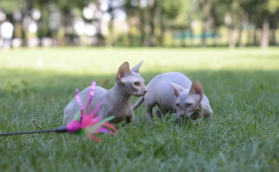 gato da raça Sphynx brincando na grama