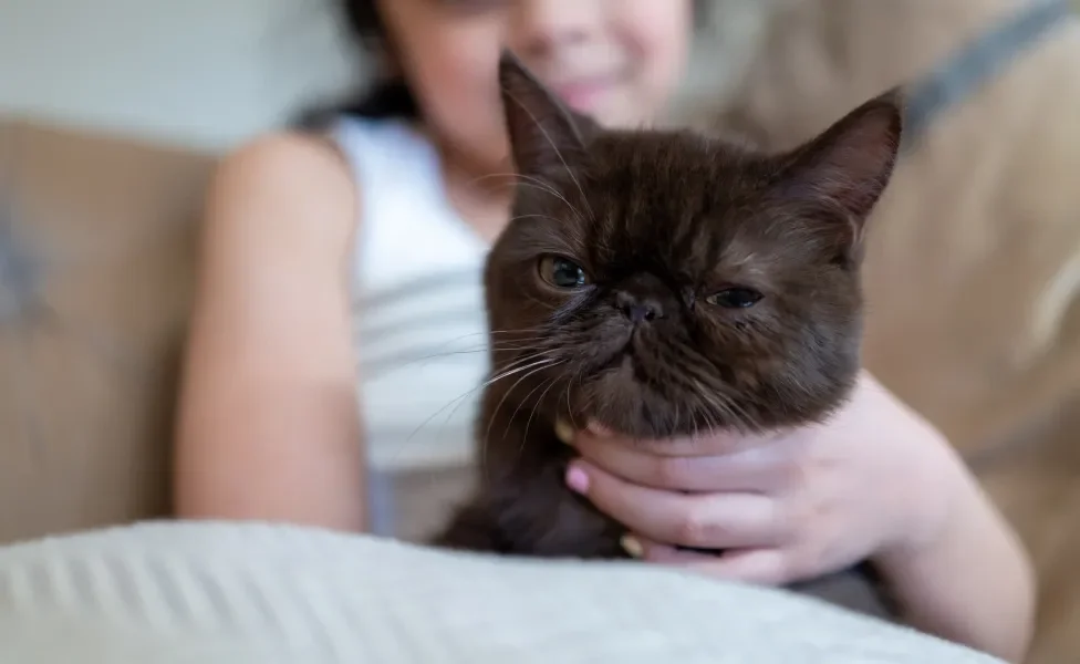 gato Persa recebendo carinho