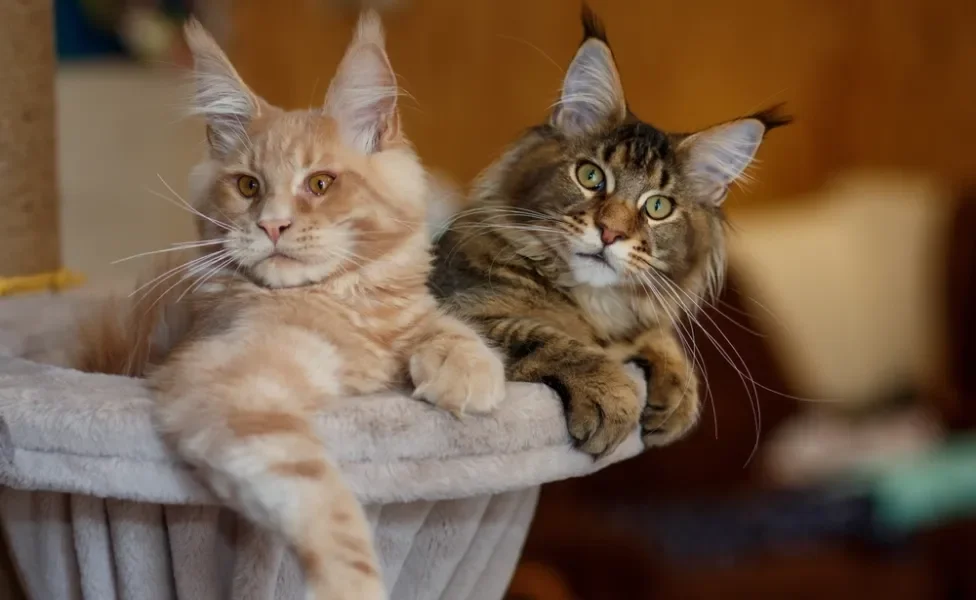 gatos da raça Maine Coon deitado em poltrona