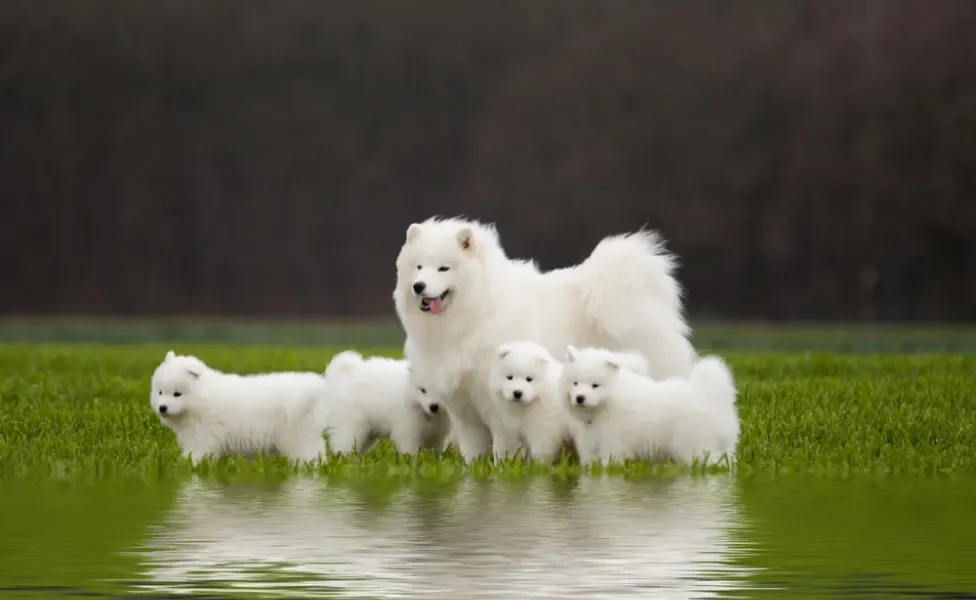 samoieda com vários filhotes em um campo com lago