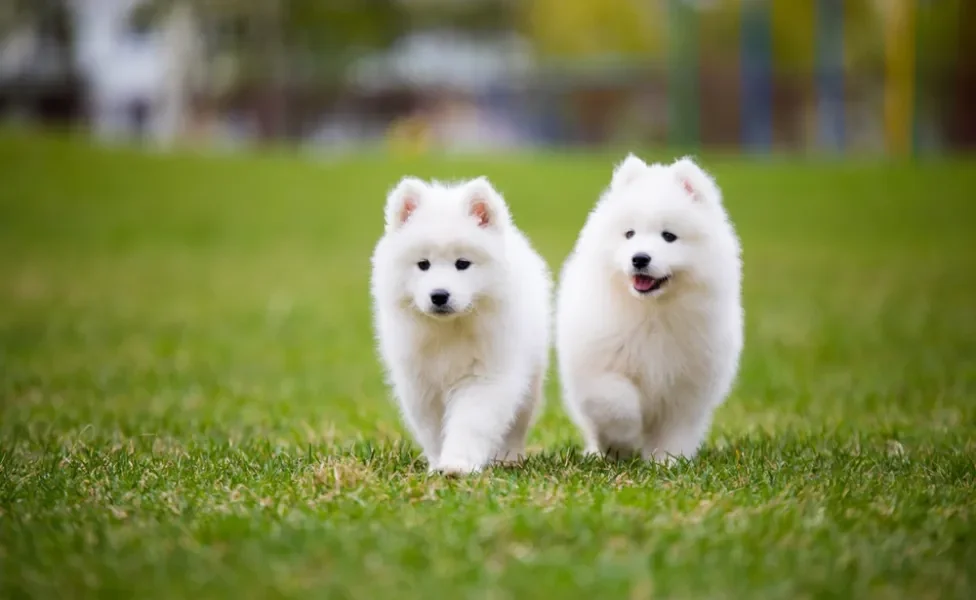 dois cachorros samoieda caminhando por gramado