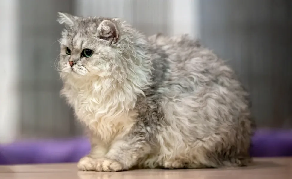 Selkirk Rex de pelo cinzas sentado 