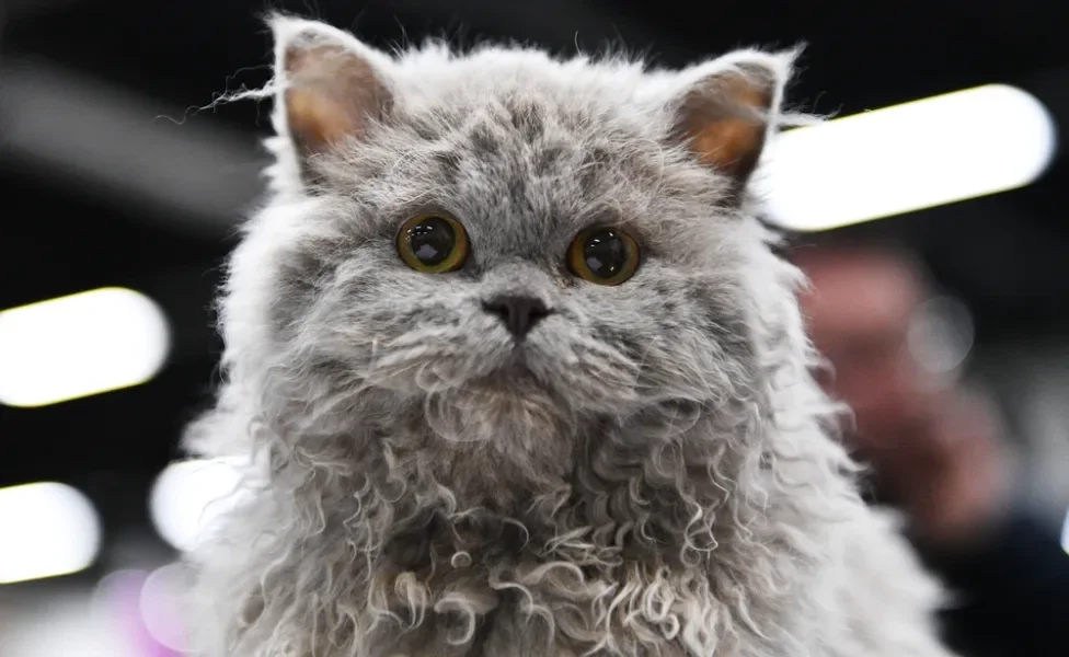 Rosto de Selkirk Rex cinza