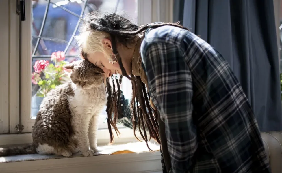 Selkirk Rex sendo acaraciado por mulher