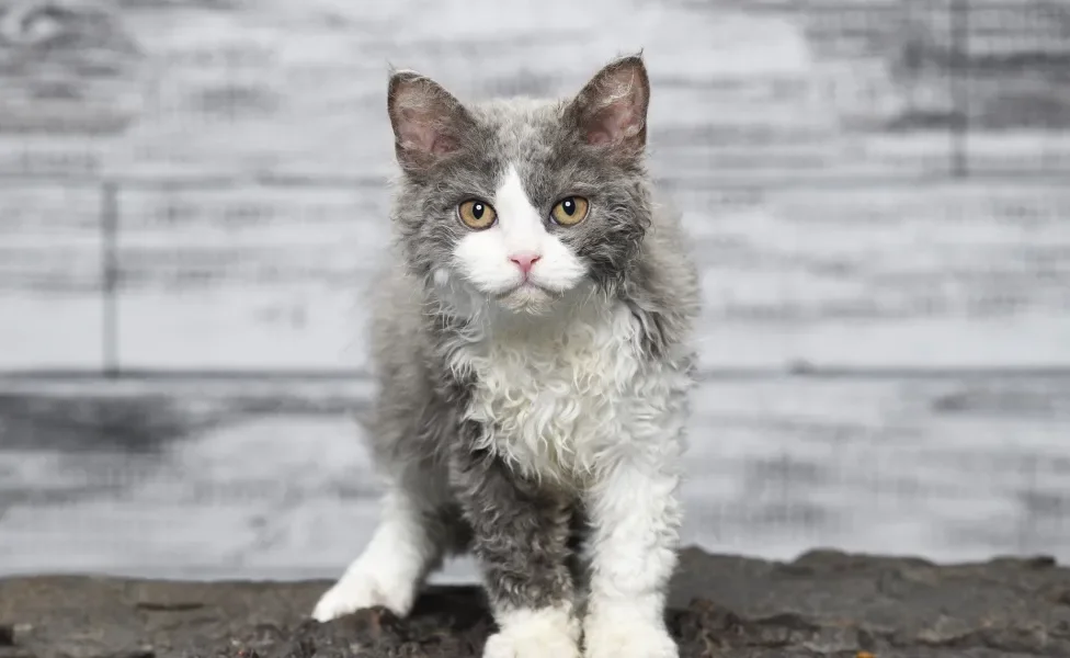 Selkirk Rex em pé