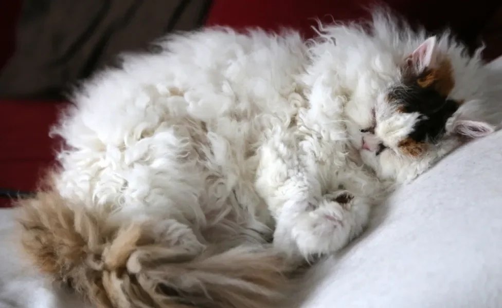 Selkirk Rex deitado dormindo