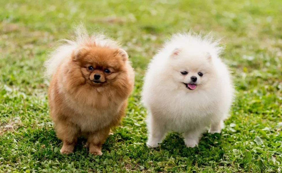 dois spitz alemão lado a lado, um caramelo e outro branco