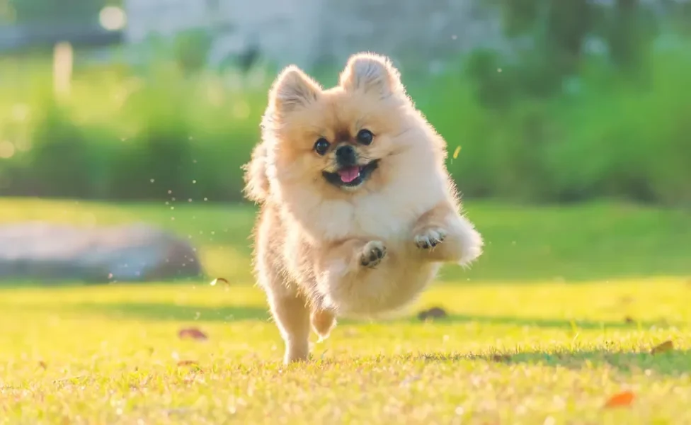 spitz alemão caramelo pulando em um campo