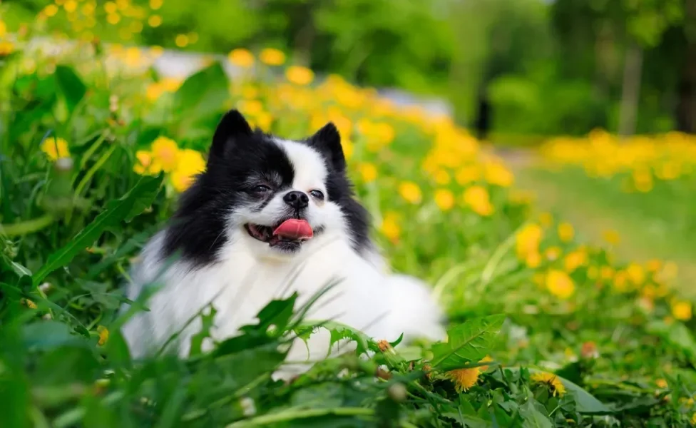 spitz alemão preto e branco deitado em um arbusto