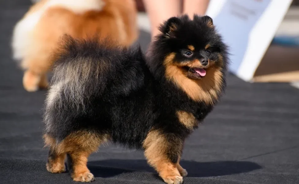 spitz alemão preto e caramelo andando na rua