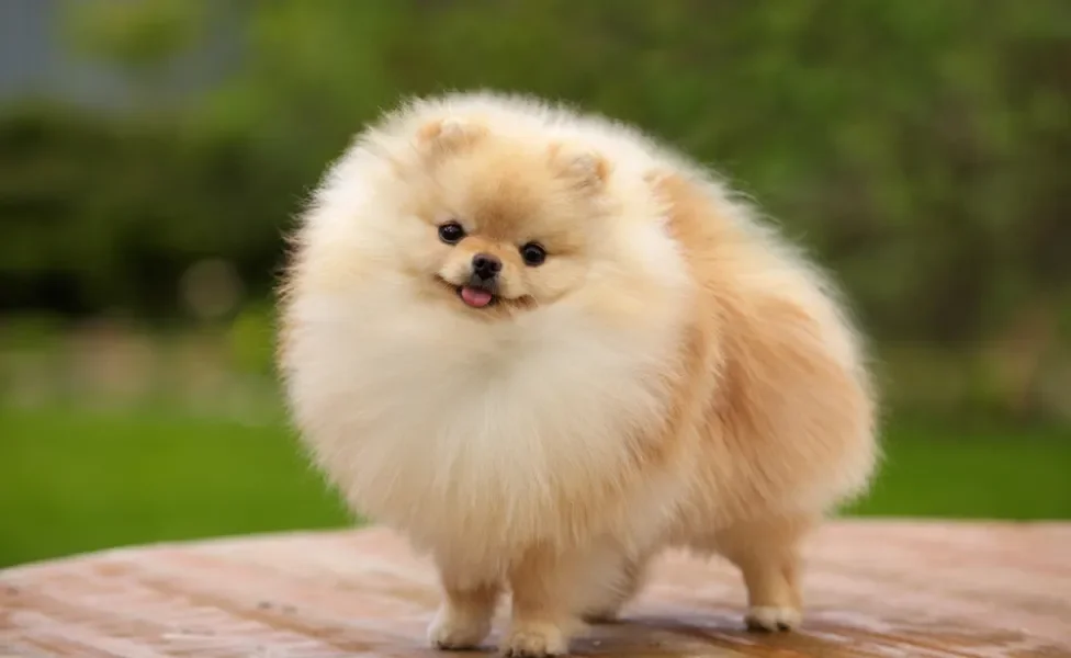 spitz alemão em cima de uma mesa de madeira