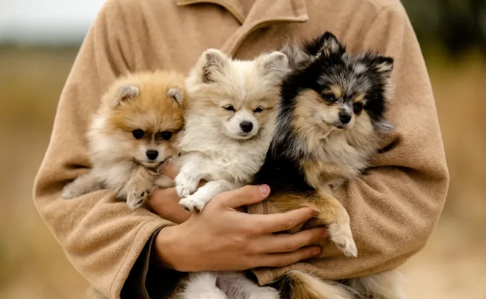 três spitz alemão de cores diferentes no colo de uma pessoa