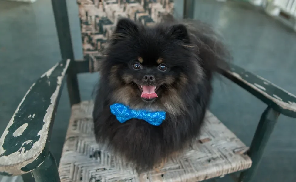 spitz alemão preto com lacinho azul no pescoço em cima de cadeira