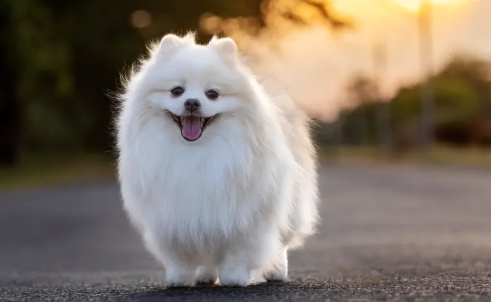 spitz alemão branco ao ar livre com língua de fora