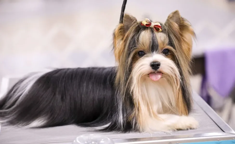  Biewer Terrier deitado usando laço na cabeça