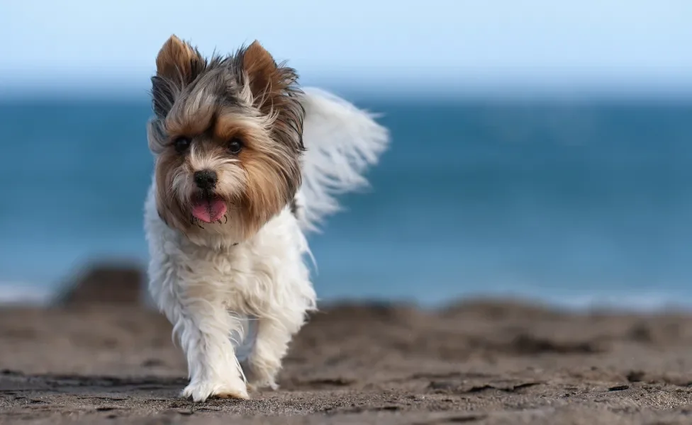 Biewer Terrier com os pelos voando na praia