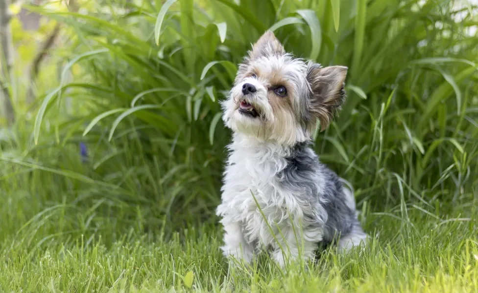  Biewer Terrier sentado ao ar livre