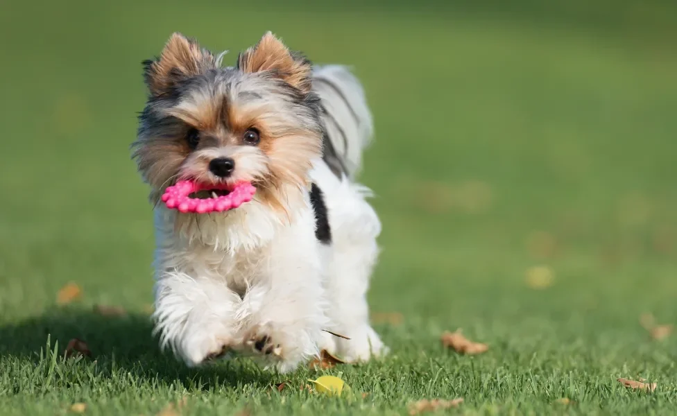 Biewer Terrier filhote brincando com brinquedo