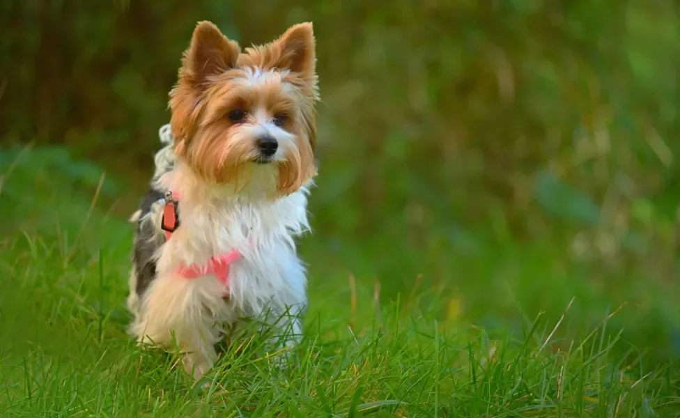  Biewer Terrier de coleira ao ar livre