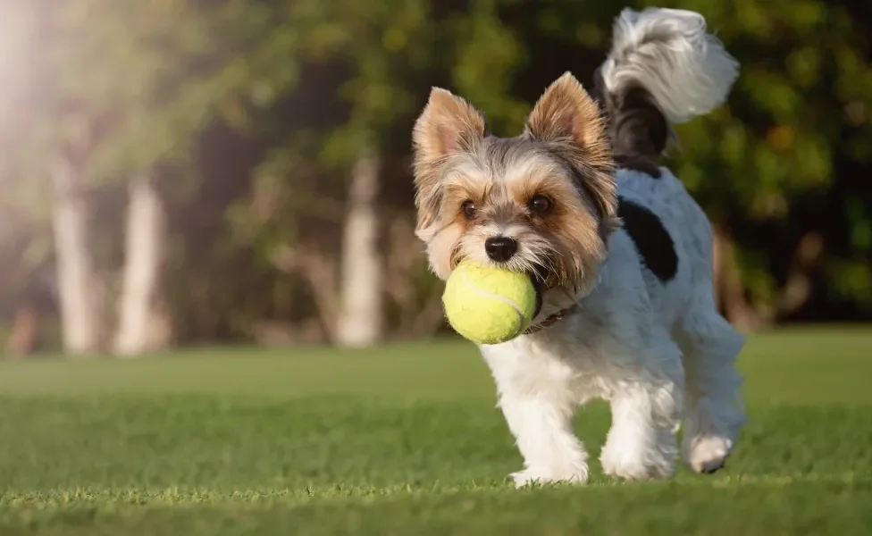 Biewer Terrier segurando uma bola de tênis na boca ao ar livre