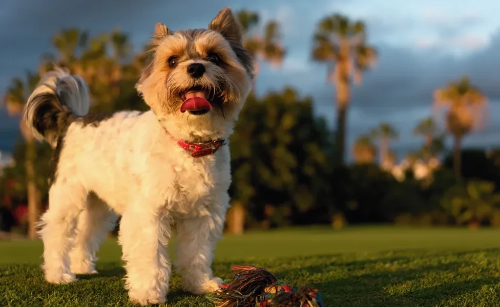 Biewer Terrier em pé ao ar livre